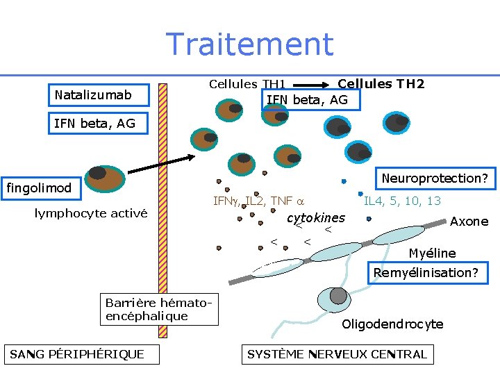 Traitement Natalizumab Cellules TH 2 IFN beta, AG Cellules TH 1 IFN beta, AG