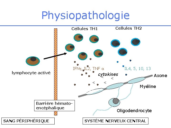 Physiopathologie Cellules TH 1 lymphocyte activé Barrière hématoencéphalique SANG PÉRIPHÉRIQUE Cellules TH 2 IFN