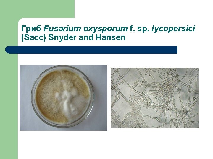 Гриб Fusarium oxysporum f. sp. lycopersici (Sacc) Snyder and Hansen 