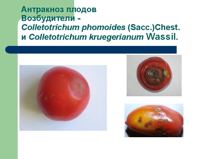 Антракноз плодов Возбудители - Colletotrichum phomoides (Sacc. )Chest. и Colletotrichum kruegerianum Wassil. 