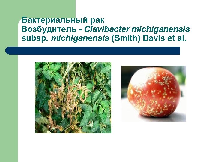Бактериальный рак Возбудитель - Clavibacter michiganensis subsp. michiganensis (Smith) Davis et al. 