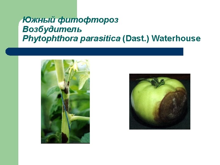 Южный фитофтороз Возбудитель Phytophthora parasitica (Dast. ) Waterhouse 