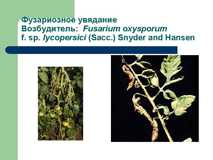 Фузариозное увядание Возбудитель: Fusarium oxysporum f. sp. lycopersici (Sacc. ) Snyder and Hansen 