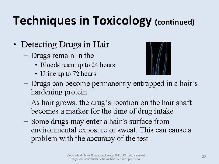 Techniques in Toxicology (continued) • Detecting Drugs in Hair – Drugs remain in the