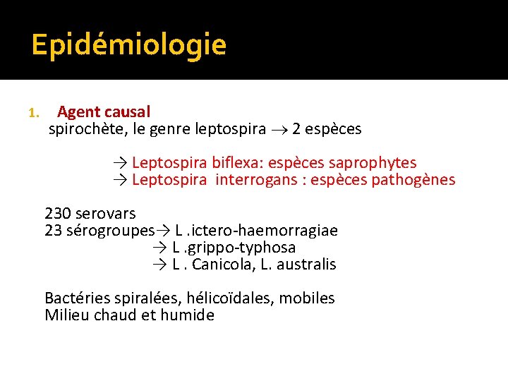 Epidémiologie 1. Agent causal spirochète, le genre leptospira 2 espèces → Leptospira biflexa: espèces