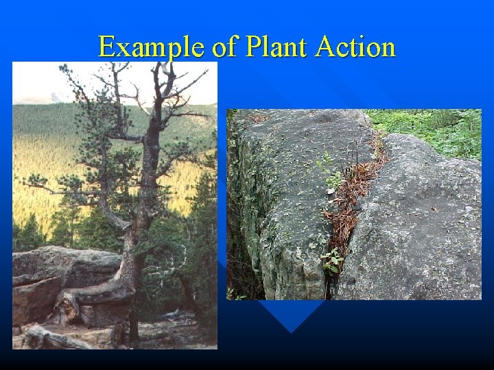 Example of Plant Action 