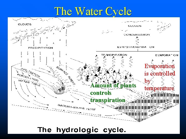 The Water Cycle Amount of plants controls transpiration Evaporation is controlled by temperature 