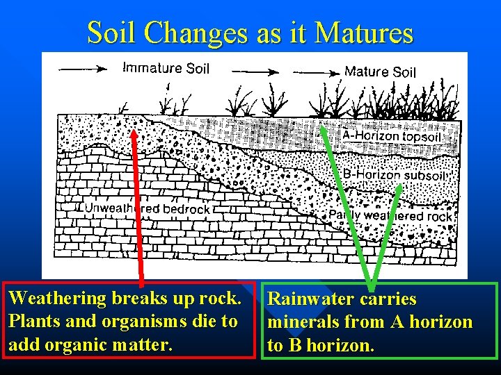 Soil Changes as it Matures Weathering breaks up rock. Plants and organisms die to