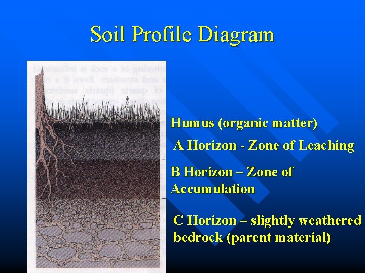 Soil Profile Diagram Humus (organic matter) A Horizon - Zone of Leaching B Horizon