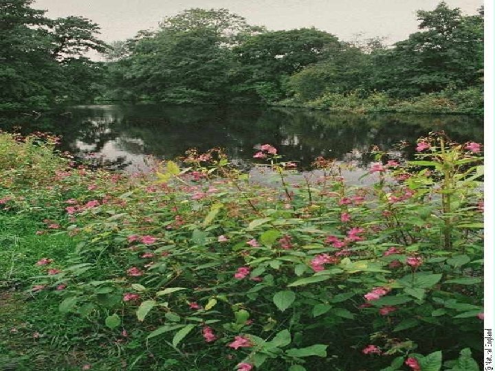  • Photo of Himalayan balsam 