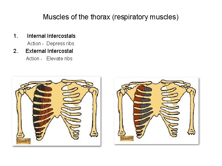 Muscles of the thorax (respiratory muscles) 1. Internal Intercostals Action - Depress ribs 2.