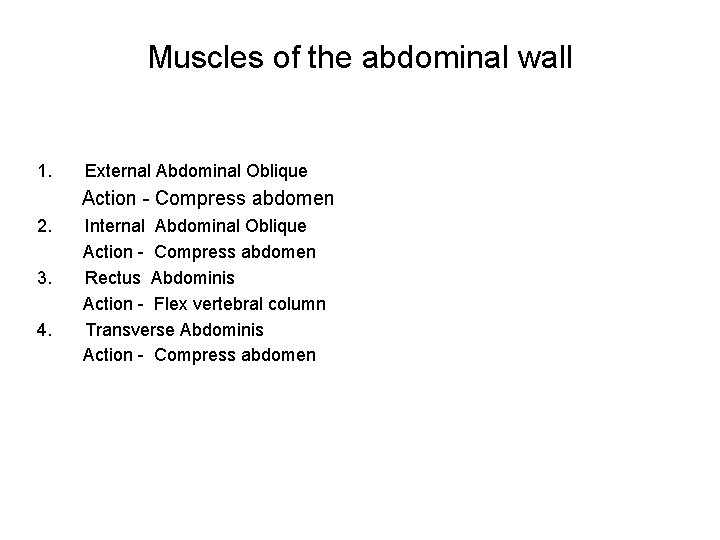 Muscles of the abdominal wall 1. External Abdominal Oblique Action - Compress abdomen 2.