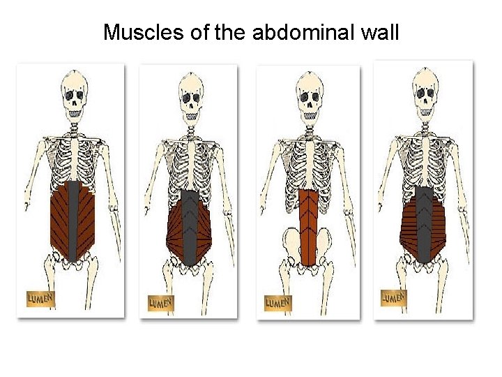 Muscles of the abdominal wall 