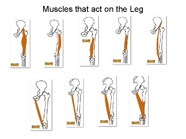 Muscles that act on the Leg 