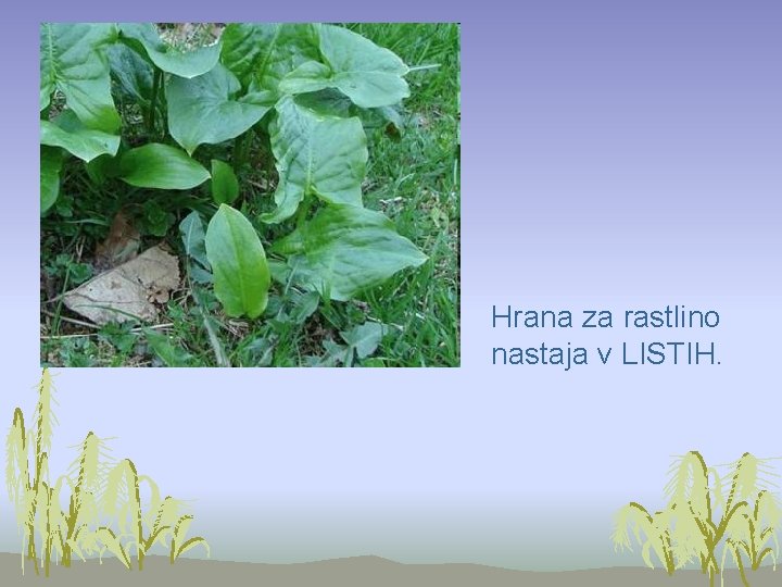 Hrana za rastlino nastaja v LISTIH. 