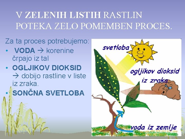 V ZELENIH LISTIH RASTLIN POTEKA ZELO POMEMBEN PROCES. Za ta proces potrebujemo: • VODA