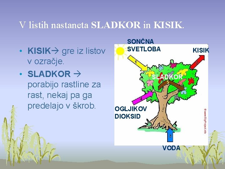 V listih nastaneta SLADKOR in KISIK. • KISIK gre iz listov v ozračje. •