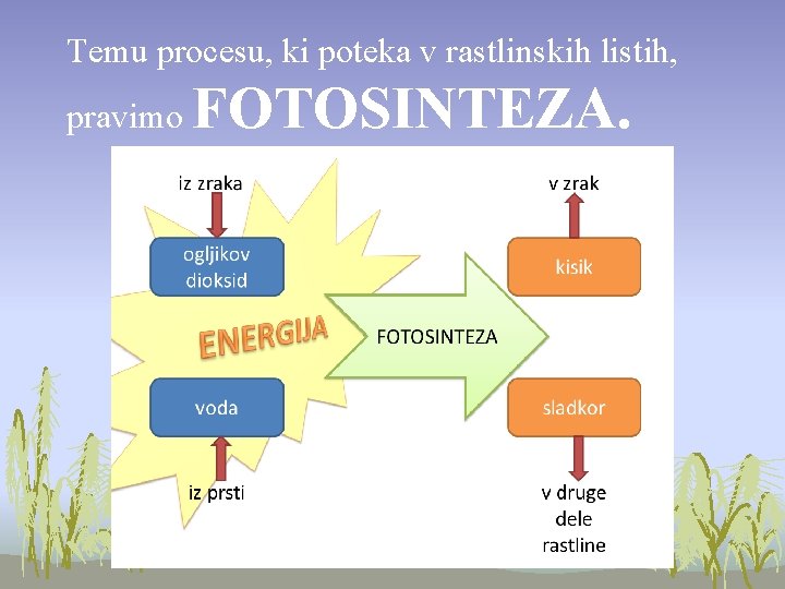 Temu procesu, ki poteka v rastlinskih listih, pravimo FOTOSINTEZA. 