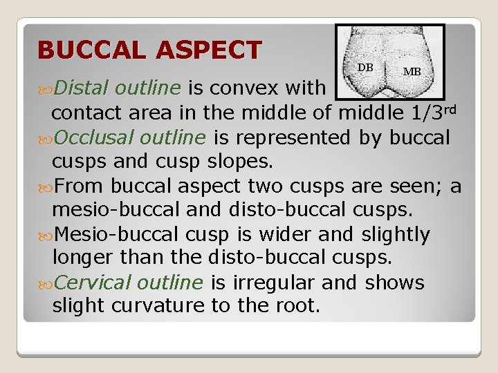 BUCCAL ASPECT Distal DB MB outline is convex with contact area in the middle