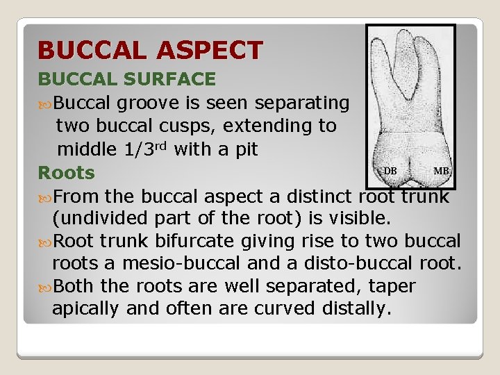 BUCCAL ASPECT BUCCAL SURFACE Buccal groove is seen separating two buccal cusps, extending to