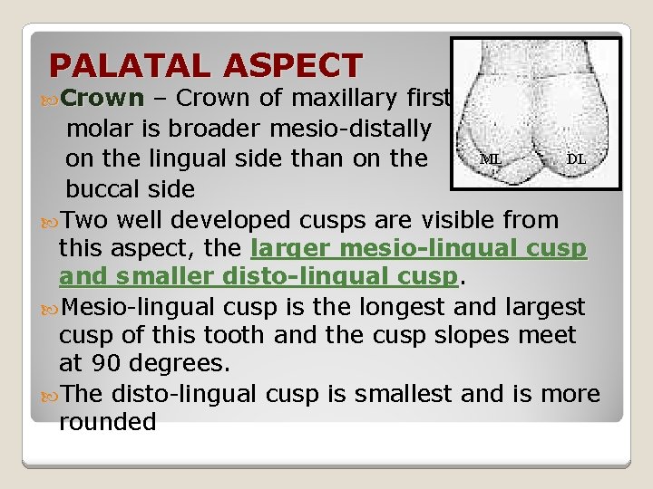 PALATAL ASPECT Crown – Crown of maxillary first Crown molar is broader mesio-distally ML