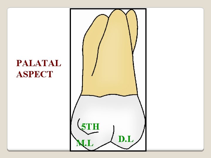 PALATAL ASPECT 5 TH M. L D. L 