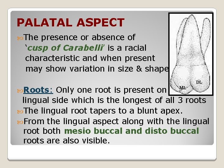 PALATAL ASPECT The presence or absence of ‘cusp of Carabelli’ is a racial Carabelli