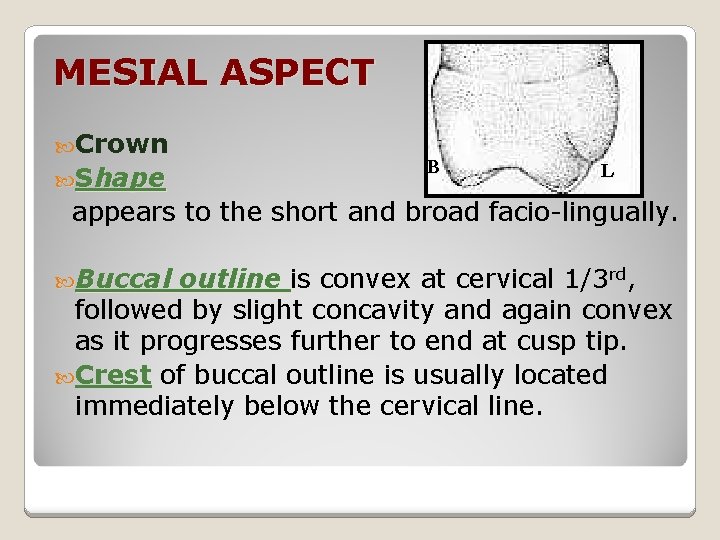 MESIAL ASPECT Crown Shape B L appears to the short and broad facio-lingually. Buccal