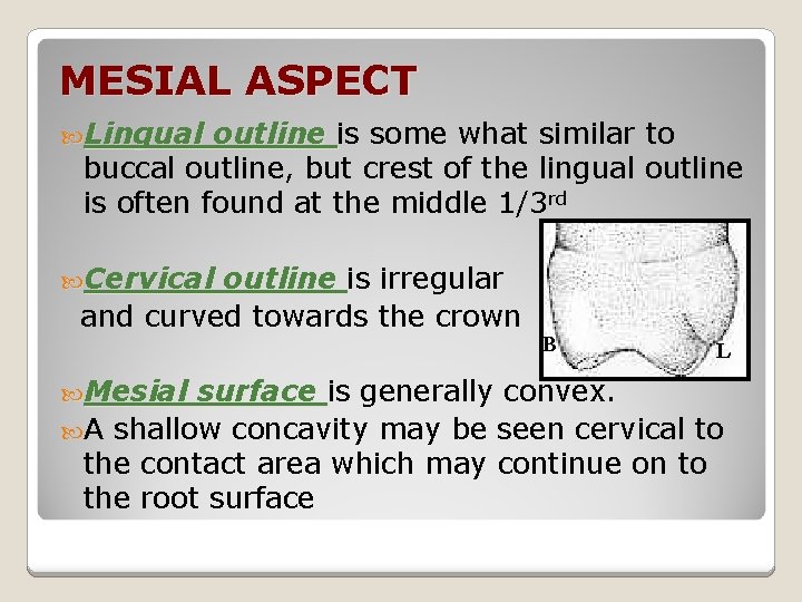 MESIAL ASPECT Lingual outline is some what similar to buccal outline, but crest of