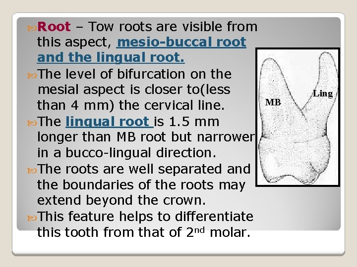  Root – Tow roots are visible from this aspect, mesio-buccal root and the