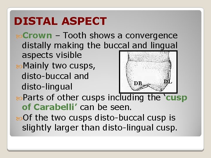 DISTAL ASPECT Crown – Tooth shows a convergence Crown distally making the buccal and