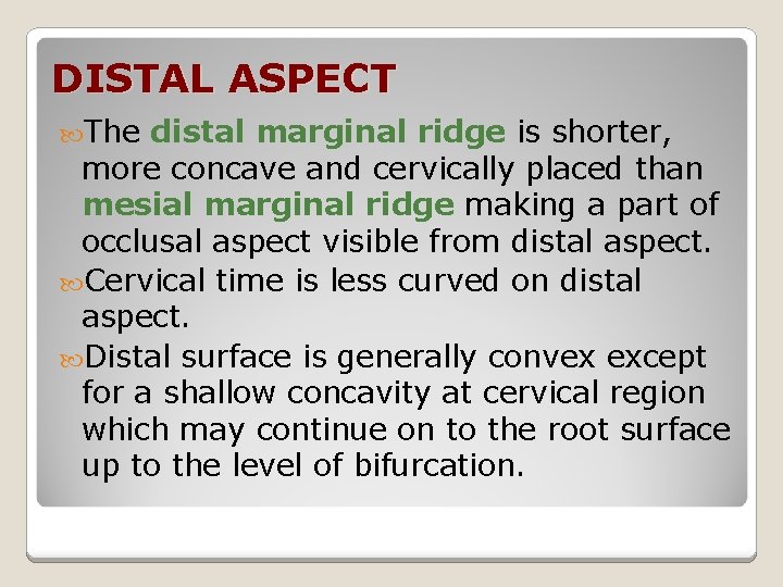 DISTAL ASPECT The distal marginal ridge is shorter, more concave and cervically placed than