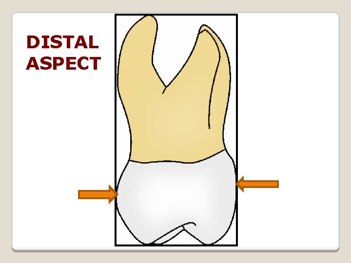 DISTAL ASPECT 