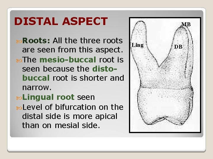 DISTAL ASPECT Roots: All the three roots are seen from this aspect. The mesio-buccal