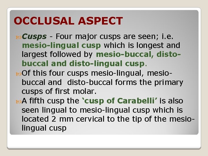 OCCLUSAL ASPECT Cusps - Four major cusps are seen; i. e. mesio-lingual cusp which