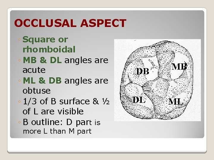 OCCLUSAL ASPECT ◦ Square or rhomboidal ◦ MB & DL angles are acute ◦