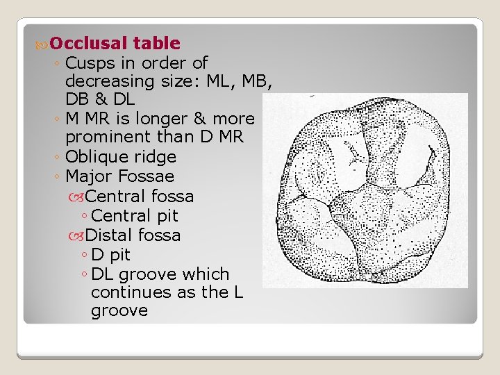  Occlusal table ◦ Cusps in order of decreasing size: ML, MB, DB &