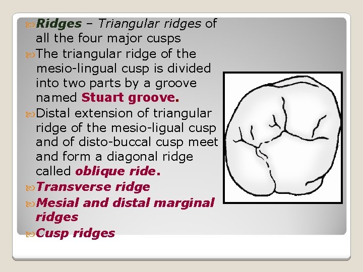  Ridges – Triangular Ridges ridges of all the four major cusps The triangular