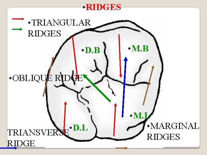  • RIDGES • TRIANGULAR RIDGES • D. B • M. B • OBLIQUE