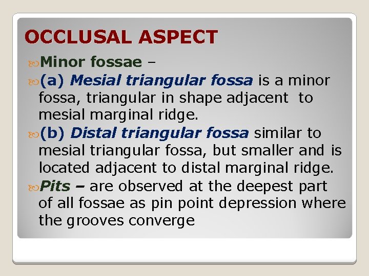 OCCLUSAL ASPECT Minor fossae – (a) Mesial triangular fossa is a minor fossa, triangular