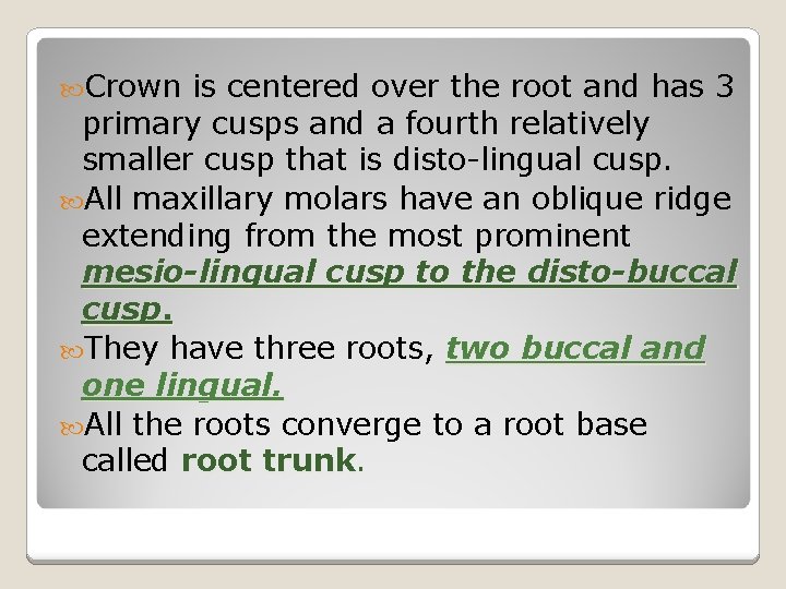 Crown is centered over the root and has 3 primary cusps and a