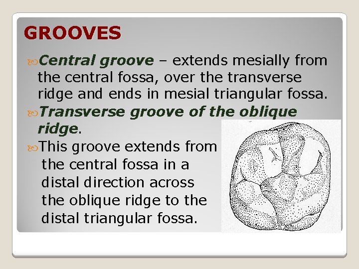 GROOVES Central groove – extends mesially from the central fossa, over the transverse ridge