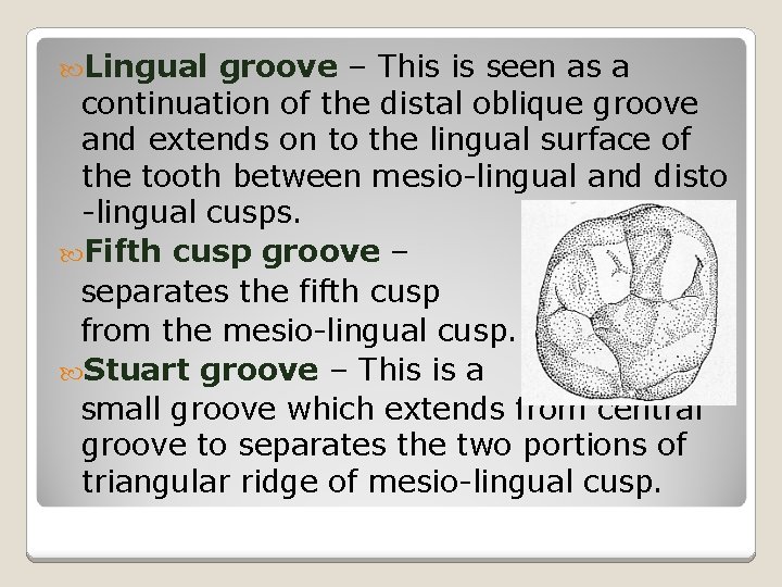  Lingual groove – This is seen as a continuation of the distal oblique