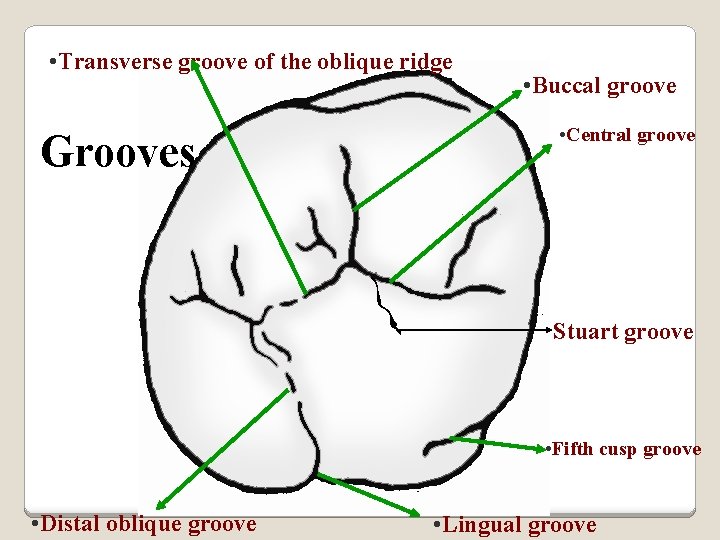  • Transverse groove of the oblique ridge Grooves • Buccal groove • Central