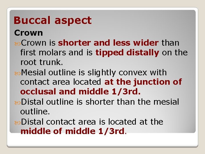 Buccal aspect Crown is shorter and less wider than first molars and is tipped