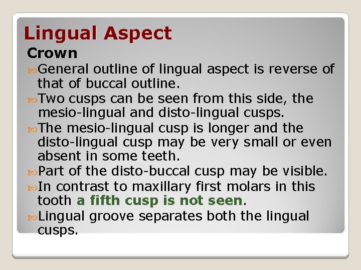 Lingual Aspect Crown General outline of lingual aspect is reverse of that of buccal