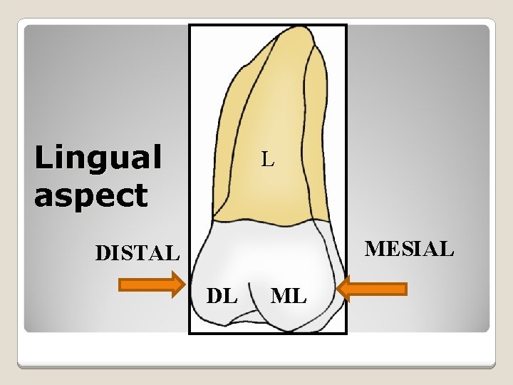 Lingual aspect L MESIAL DISTAL DL ML 