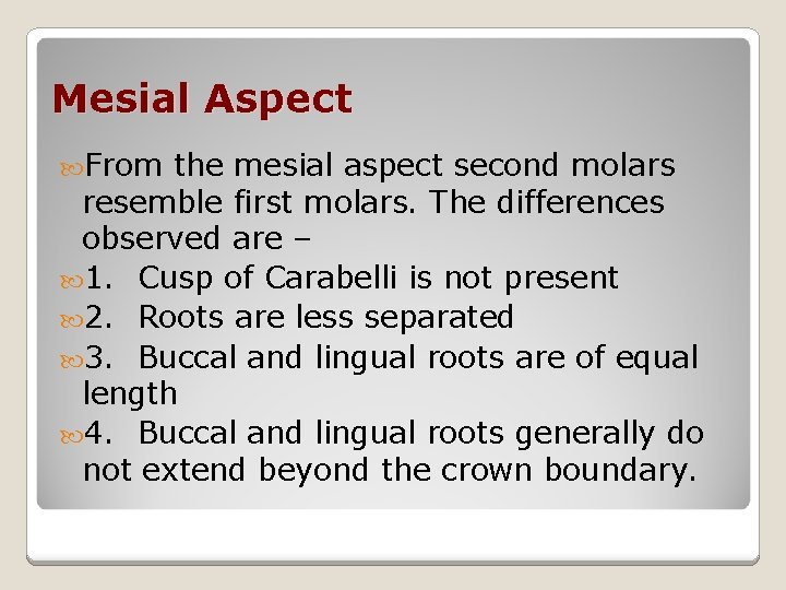 Mesial Aspect From the mesial aspect second molars resemble first molars. The differences observed