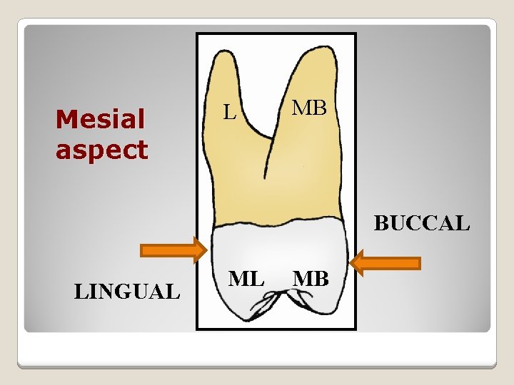 Mesial aspect L MB BUCCAL LINGUAL ML MB 