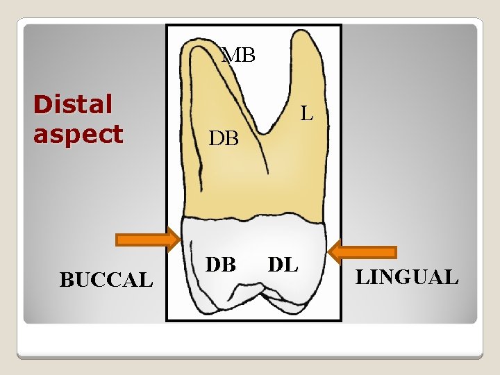 MB Distal aspect BUCCAL L DB DB DL LINGUAL 